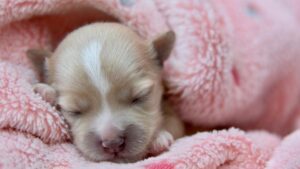 a-que-edad-abren-los-ojos-los-perros-todo-lo-que-debes-saber