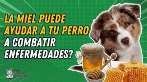 beneficios-de-la-miel-para-perros-es-buena-para-su-salud