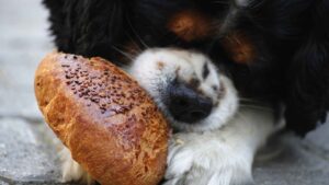 beneficios-del-pan-con-aceite-para-perros-es-bueno-para-su-salud