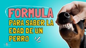como-calcular-la-edad-de-un-perro-guia-definitiva