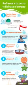 como-refrescar-a-un-perro-consejos-para-mantenerlo-fresco-en-verano