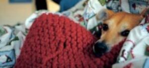 como-tomar-la-temperatura-a-un-perro-guia-practica-y-segura