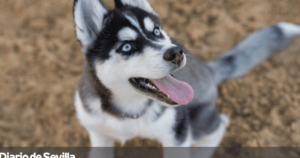 descubre-con-que-suenan-los-perros-la-respuesta-te-sorprendera