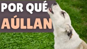 Descubre por qué aúllan los perros: Explicación y consejos descubre-por-que-aullan-los-perros-explicacion-y-consejos