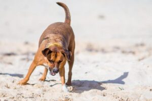 Descubre por qué tu perra come tierra: causas y soluciones descubre-por-que-tu-perra-come-tierra-causas-y-soluciones