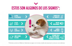 descubre-por-que-tu-perro-se-rasca-tanto-causas-y-soluciones