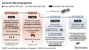 duracion-de-la-regla-en-perros-cuanto-tiempo-dura