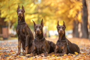 la-raza-de-perro-mas-peligrosa-del-mundo-descubre-cual-es