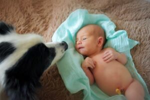 Perros y bebés recién nacidos: ¿Es seguro o malo tenerlos juntos? perros-y-bebes-recien-nacidos-es-seguro-o-malo-tenerlos-juntos