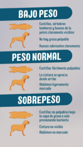 ¿Por qué mi perro no come pienso? Descubre las posibles razones por-que-mi-perro-no-come-pienso-descubre-las-posibles-razones