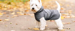 ropa-de-invierno-para-perros-es-buena-idea-protegerlos-del-frio