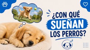 ¿Con qué sueñan los perros?