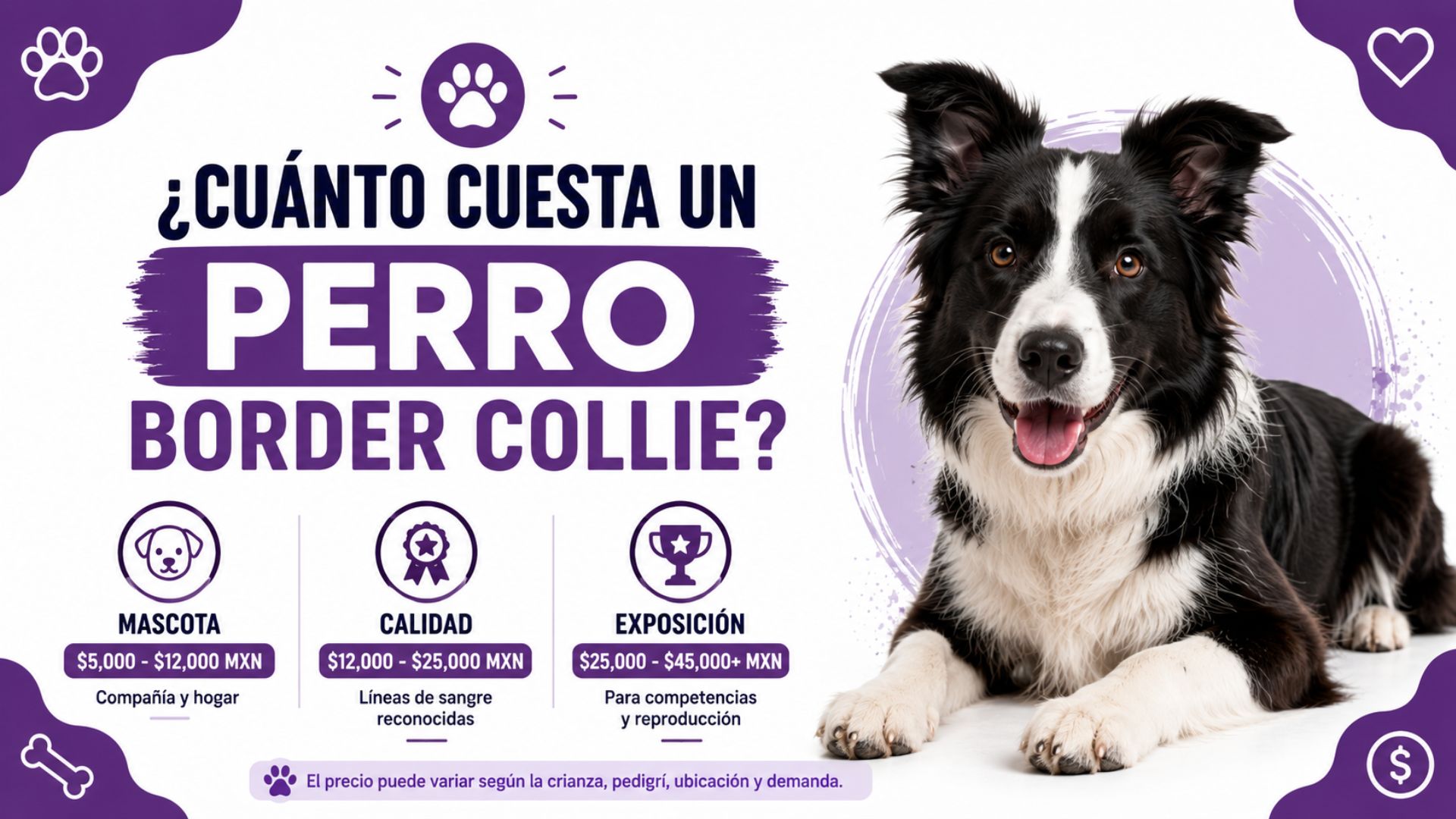 ¿Cuánto cuesta un perro Border Collie