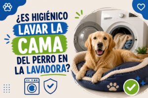 ¿Es higiénico lavar la cama del perro en la lavadora?