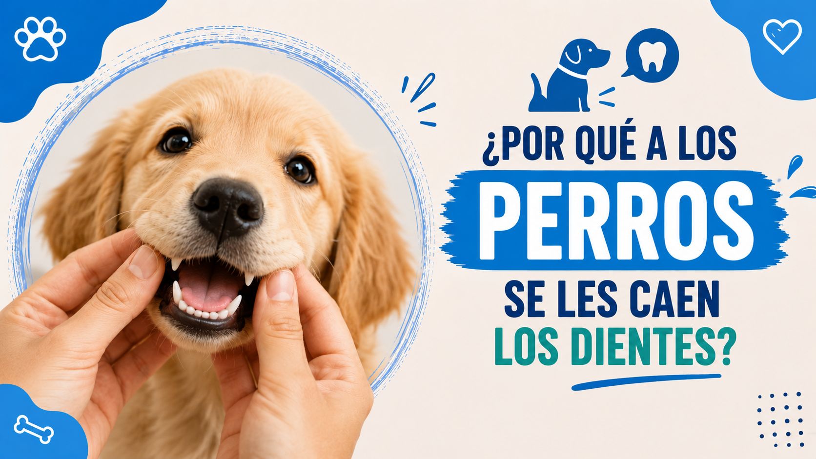 ¿Por qué a los perros se les caen los dientes?