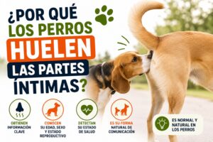 ¿Por qué los perros huelen las partes íntimas? ¿Por qué los perros huelen las partes íntimas?