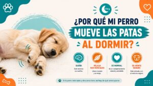 ¿Por qué mi perro mueve las patas al dormir?