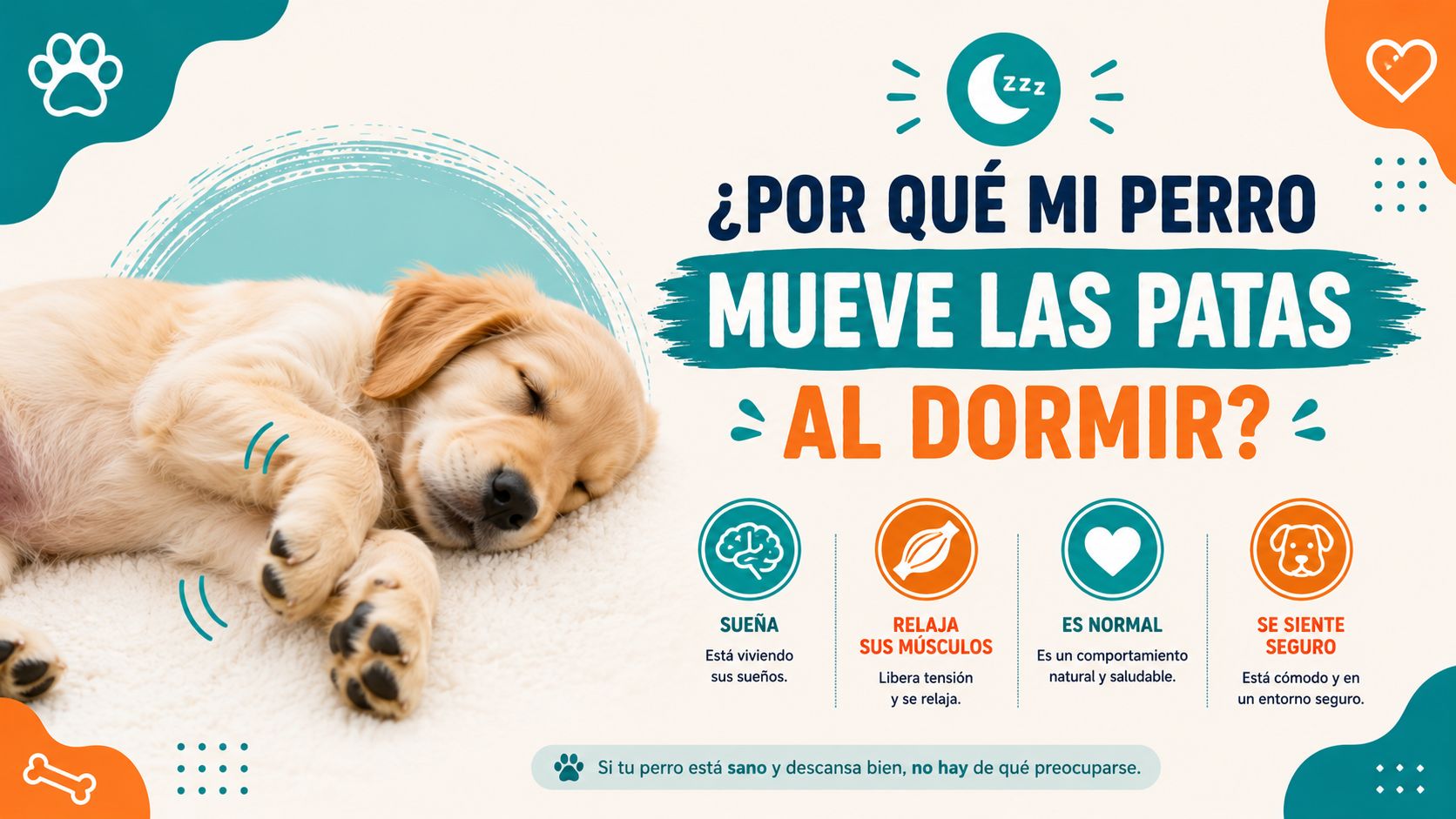 ¿Por qué mi perro mueve las patas al dormir?