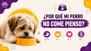 ¿Por qué mi perro no come pienso? ¿Por qué mi perro no come pienso?