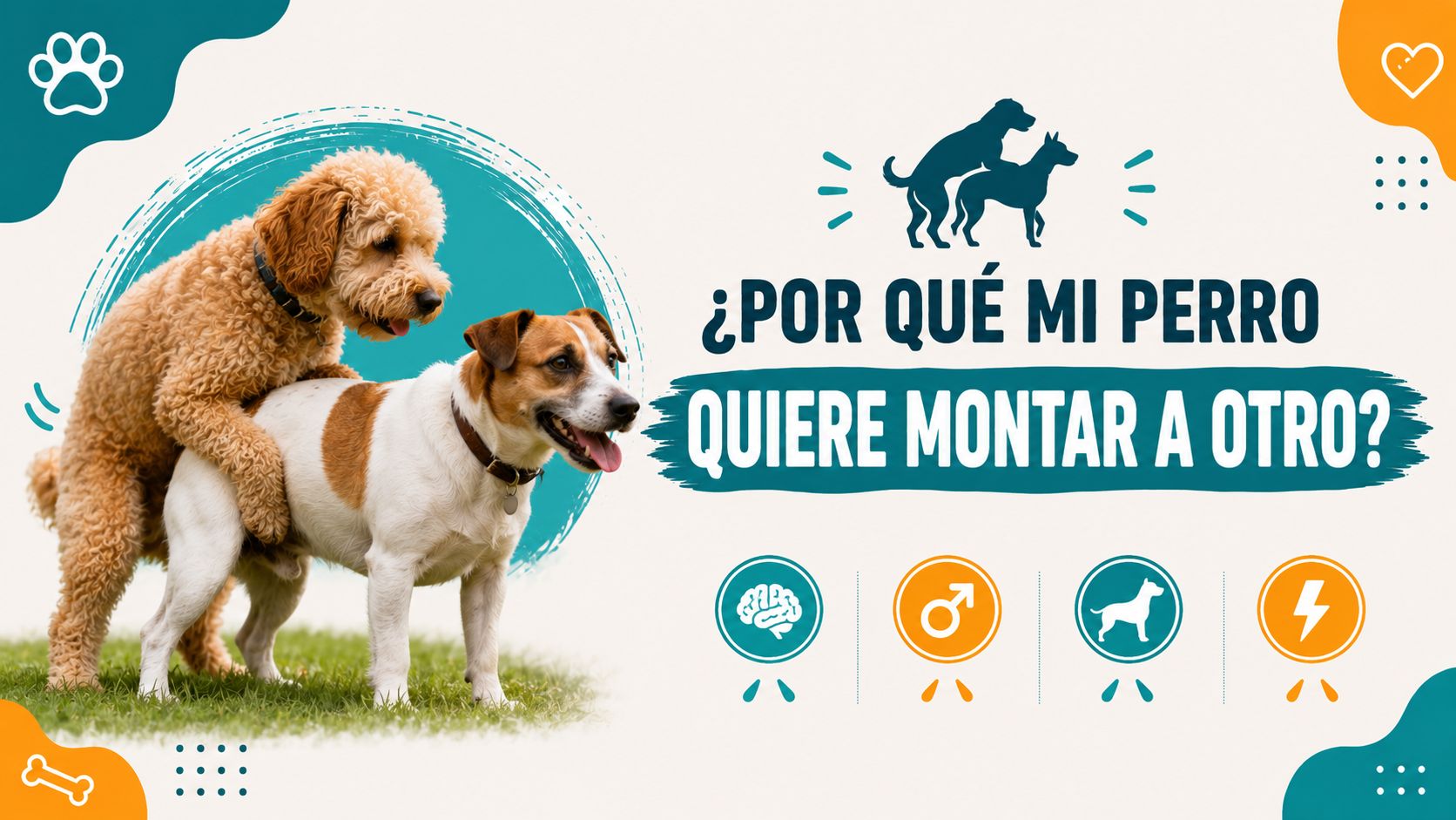 ¿Por qué mi perro quiere montar a otro?