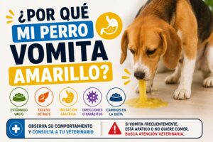 ¿Por qué mi perro vomita amarillo?
