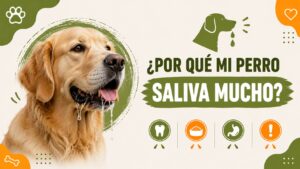 ¿Por qué saliva mucho mi perro?
