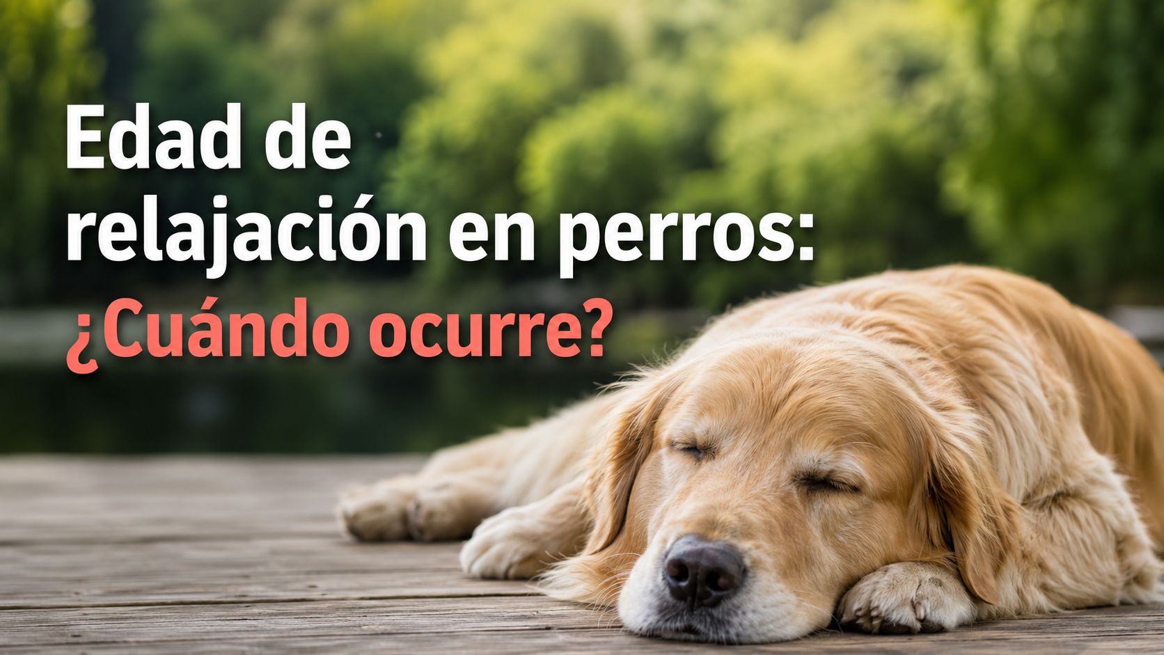 Edad de relajación en perros: ¿Cuándo ocurre?