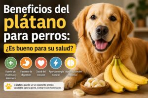 Beneficios del plátano para perros: ¿Es bueno para su salud?