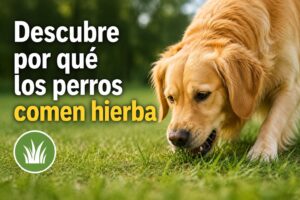 Descubre por qué los perros comen hierba Descubre por qué los perros comen hierba