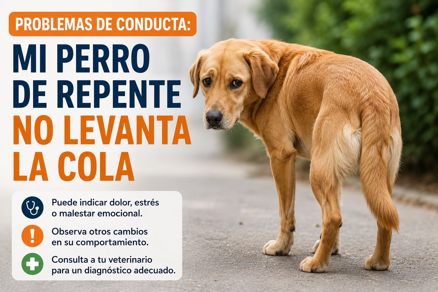 Problemas de conducta: Mi perro de repente no levanta la cola