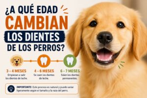 A qué edad cambian los dientes de los perros