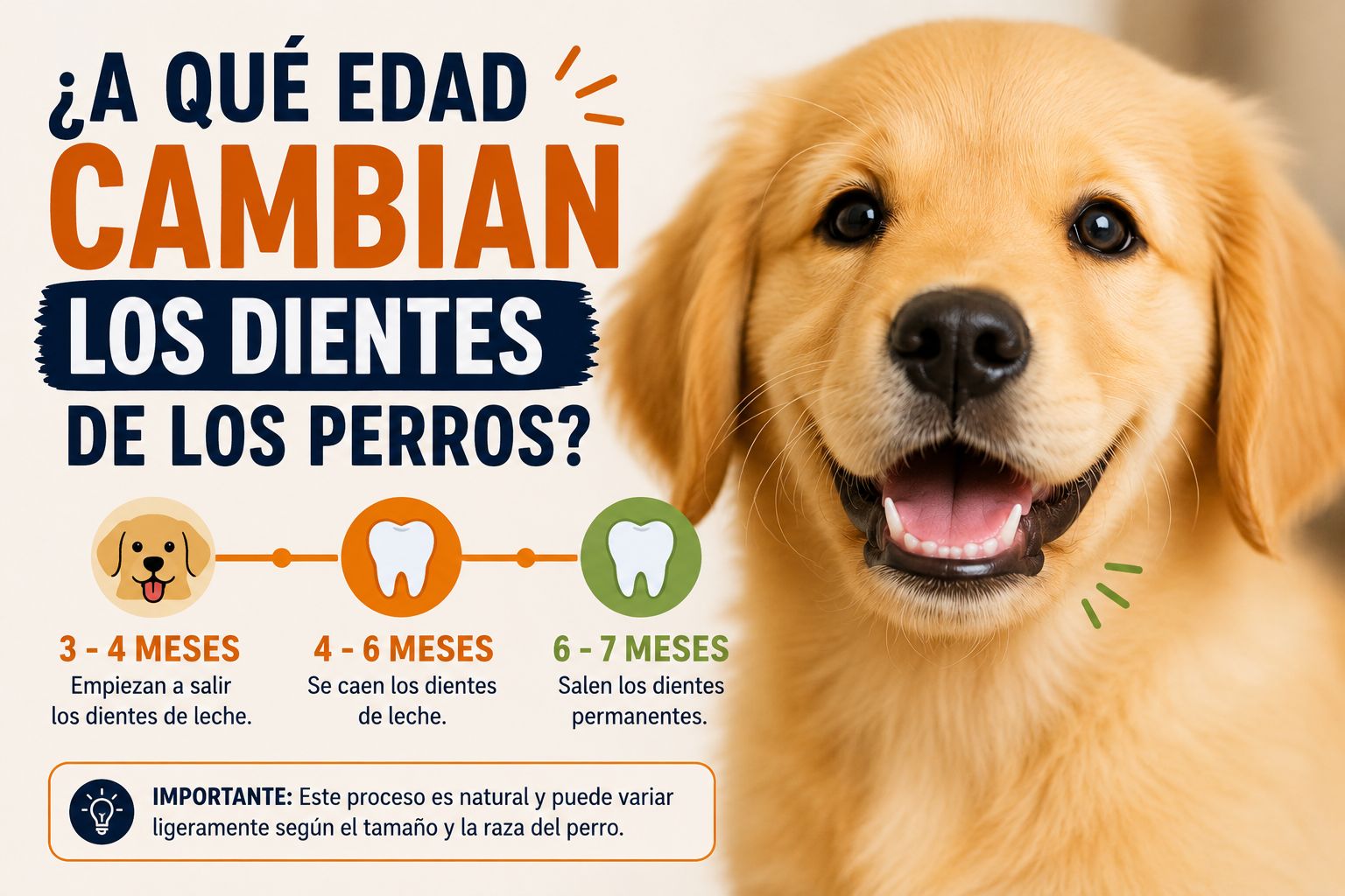 A qué edad cambian los dientes de los perros