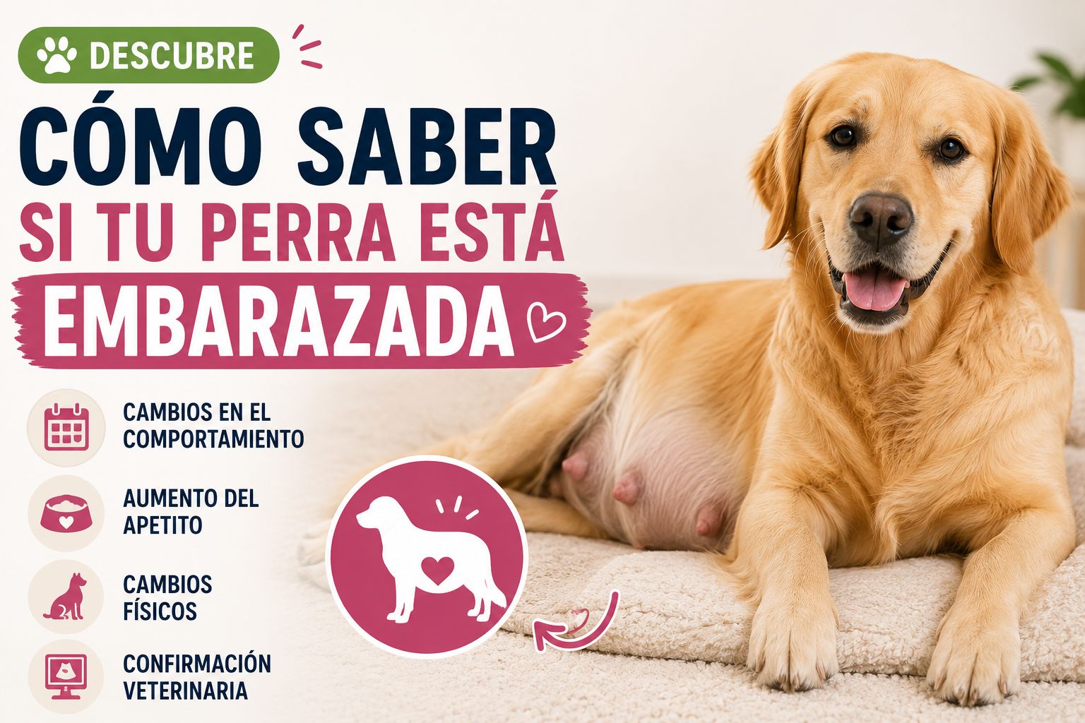Descubre cómo saber si tu perra está embarazada