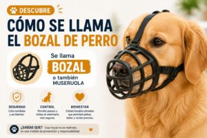 Descubre cómo se llama el bozal de perro