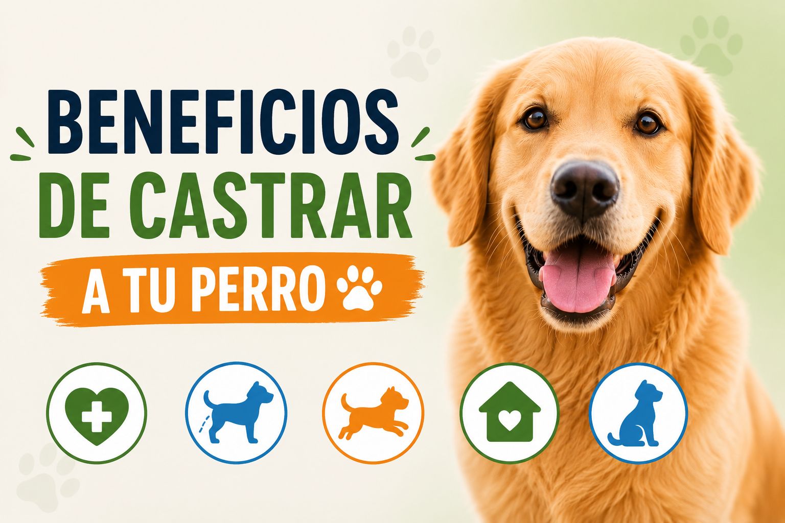 Beneficios de castrar a un perro