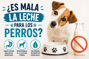 ¿Es mala la leche para los perros?