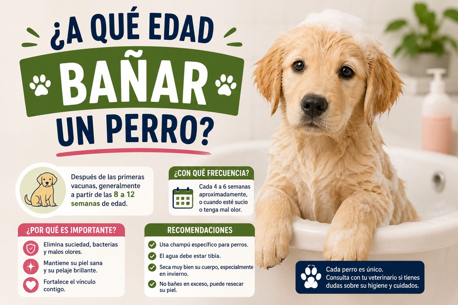 A qué edad bañar un perro