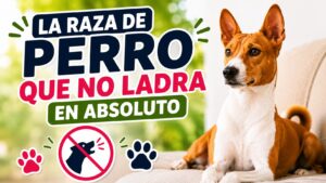 Descubre la raza de perro que no ladra en absoluto Descubre la raza de perro que no ladra en absoluto