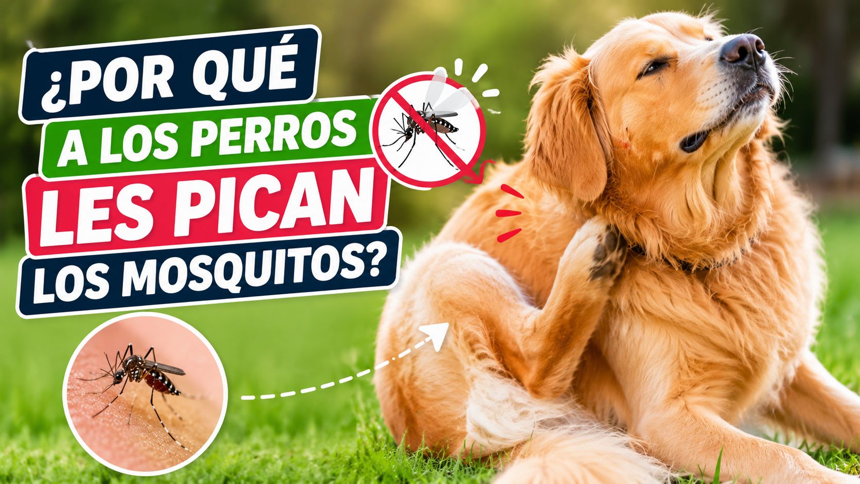 ¿Por qué a los perros les pican los mosquitos?