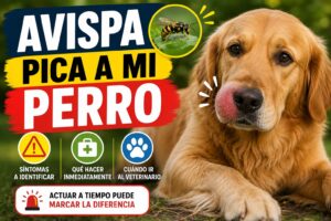 Avispa pica a mi perro Avispa pica a mi perro