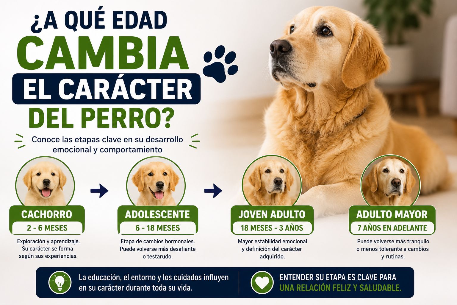 A qué edad cambia el carácter del perro