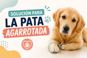 Solución para la pata agarrotada en perros