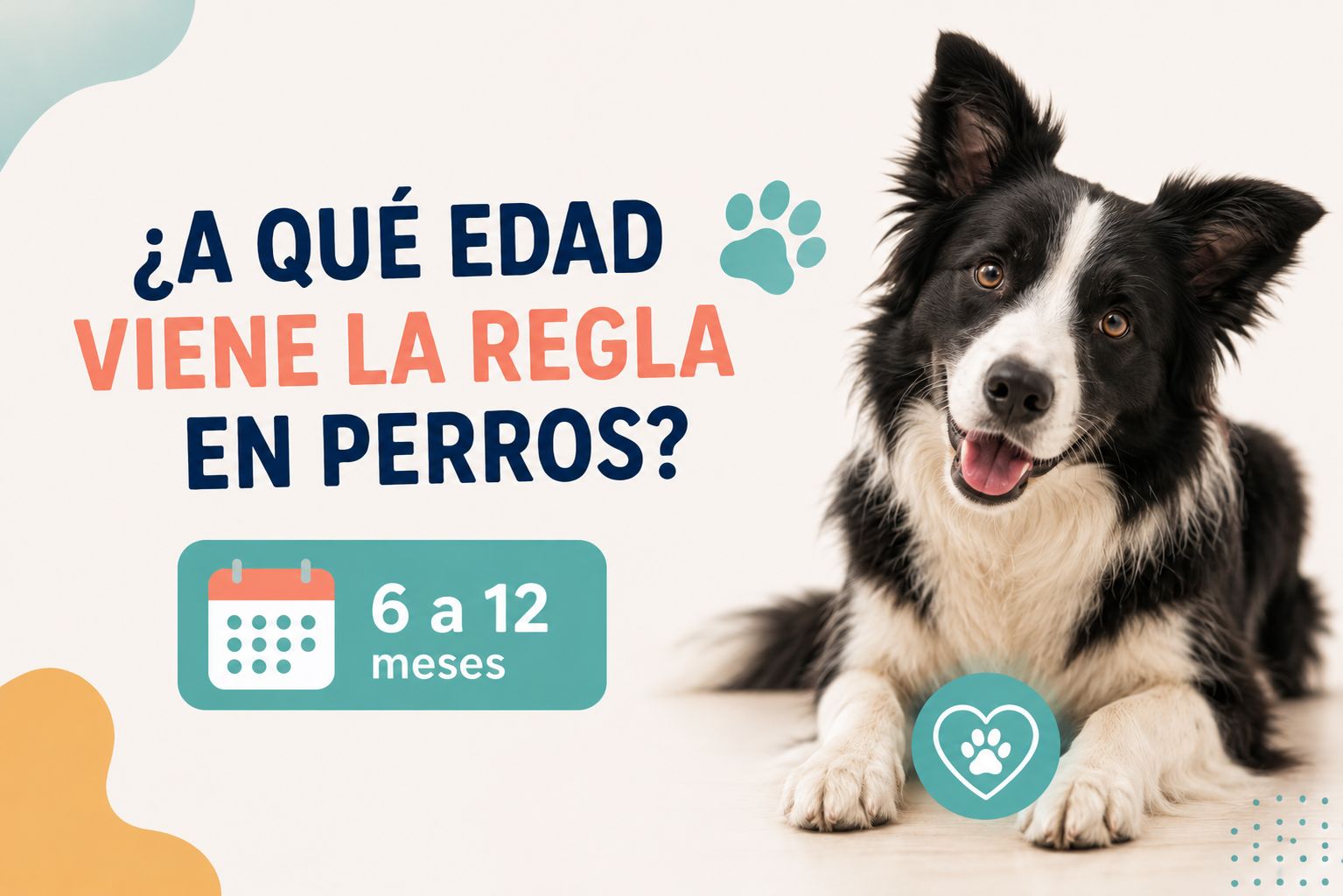 A qué edad viene la regla en perros