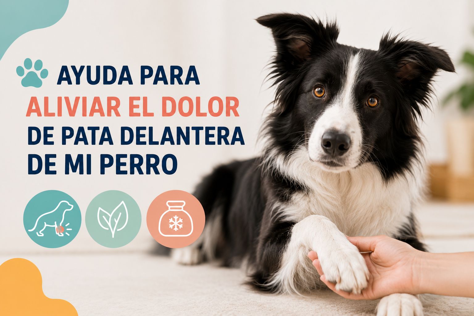 Ayuda para aliviar el dolor de pata delantera de mi perro
