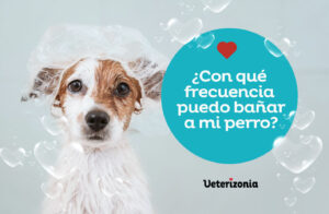 a-que-edad-banar-un-perro-guia-de-cuidados-caninos