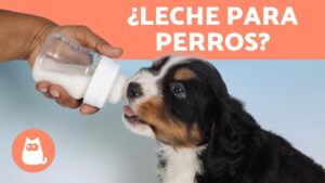es-mala-la-leche-para-los-perros-descubre-la-verdad-aqui