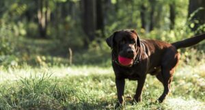 ¿Por qué los perros comen caca? Descubre las razones y cómo prevenirlo por-que-los-perros-comen-caca-descubre-las-razones-y-como-prevenirlo