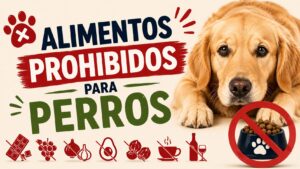Alimentos prohibidos para perros Alimentos prohibidos para perros