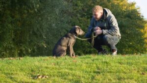 ¿Qué Significa ese Comportamiento de tu Perro?