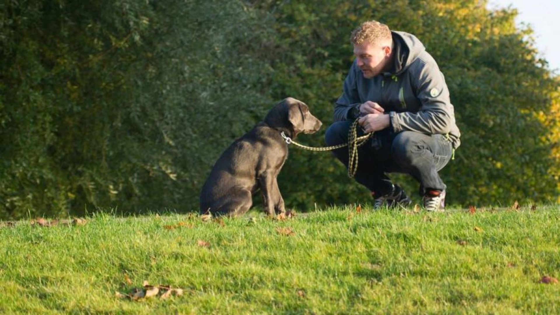¿Qué Significa ese Comportamiento de tu Perro?
